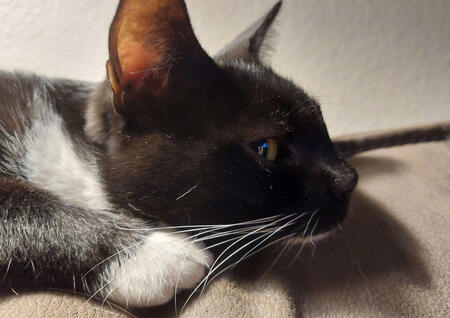 Mittens (one of my cats) stares contently in the direction of a television (TV not pictured).